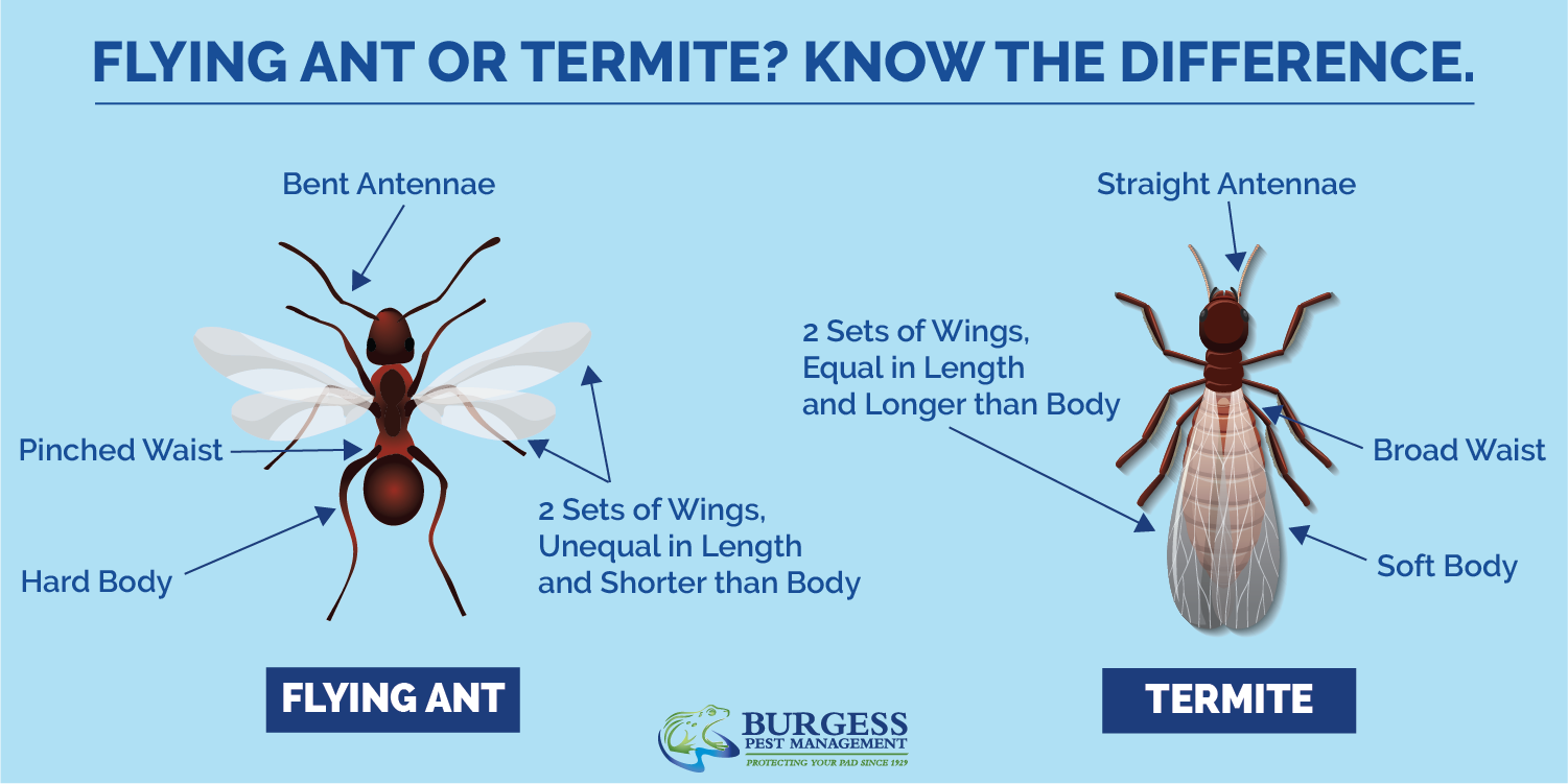 Termites Or Flying Ants? How To Tell The Difference